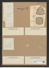 Triceratium favus var. spinigerum Cleve (de-Toni-Nr.: Genus 140, Species 3706) Zeichnungen Sammlung Grunow Nr. 7192 (NHMW-BOT-W0376175)